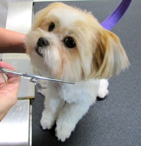 Dog-Grooming-puppy-cut