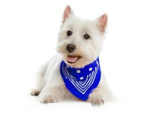 Dog-Grooming-Westie