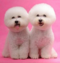 Dog-Grooming-Fort-Worth