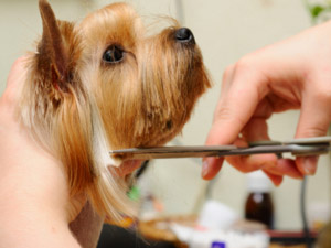 pet-grooming-southlake