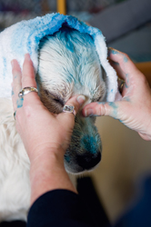The-Fur-Connection-Dog-Grooming-Blueberry-Treatment